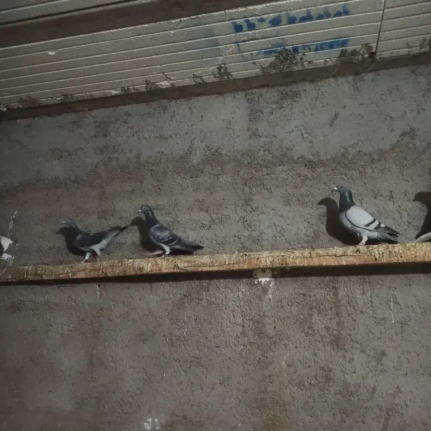 پلاکی درجه یک|پرنده|کارون, |دیوار