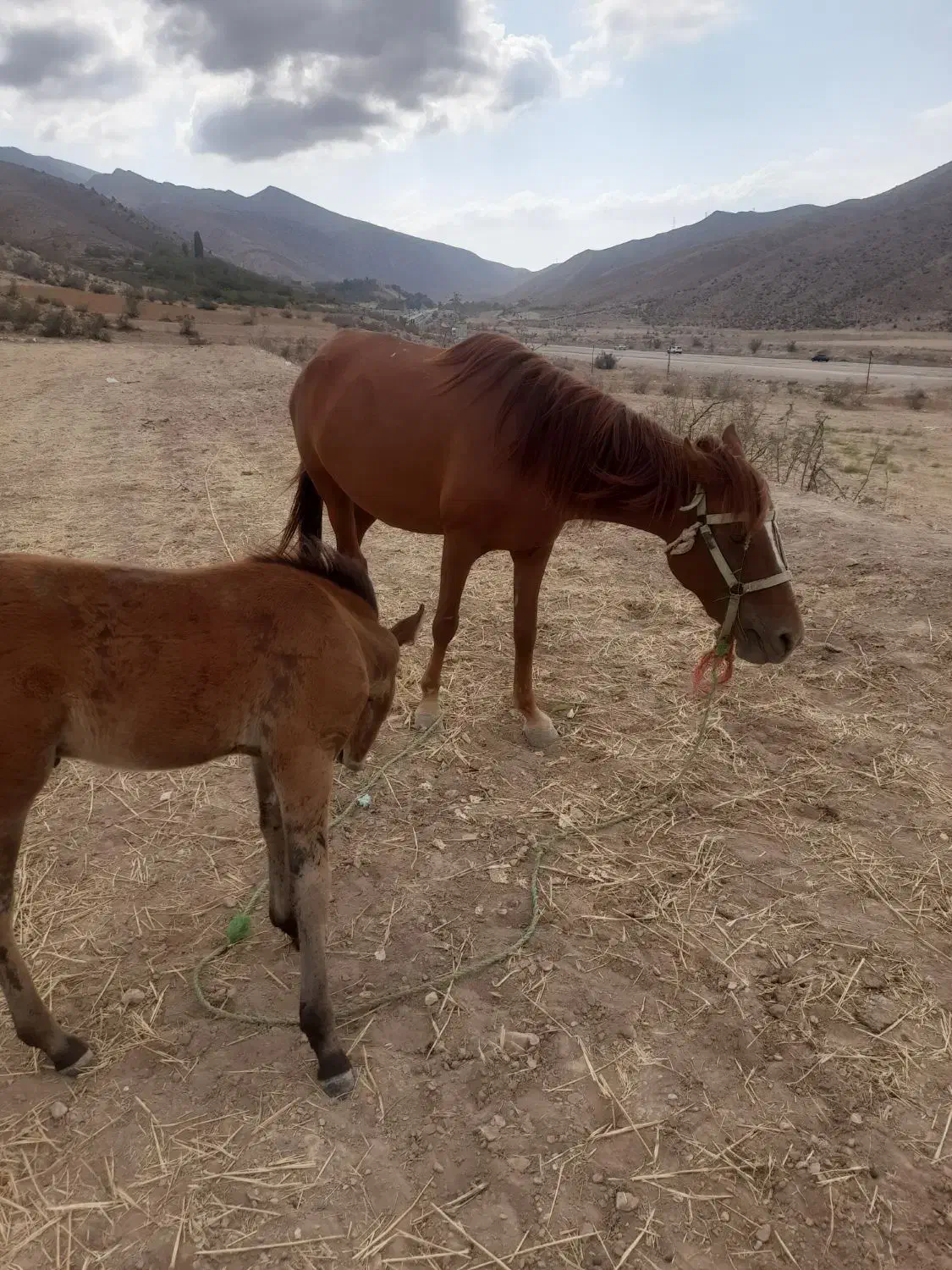 مادیان بدون کره|اسب و تجهیزات اسب‌سواری|آشخانه, |دیوار