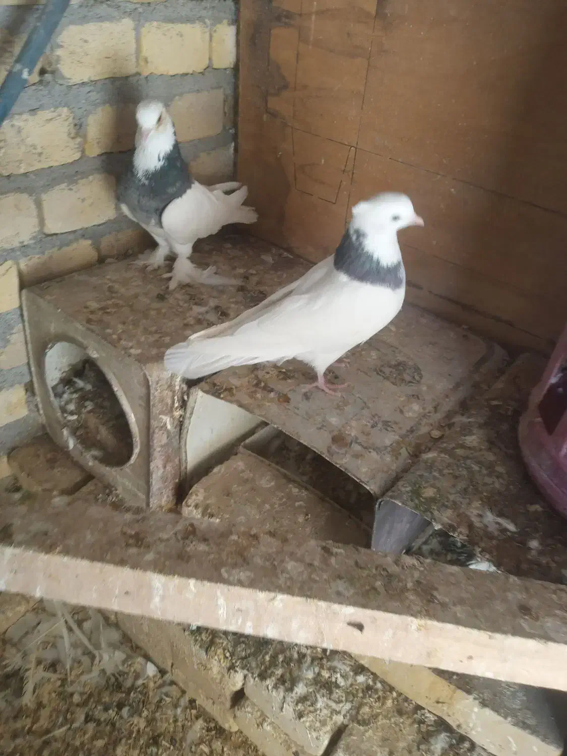 نر طوقی|پرنده|یزد, |دیوار