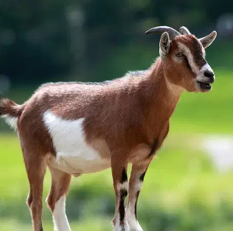 تعدادی بز زایده|حیوانات مزرعه|سده (خراسان جنوبی), |دیوار