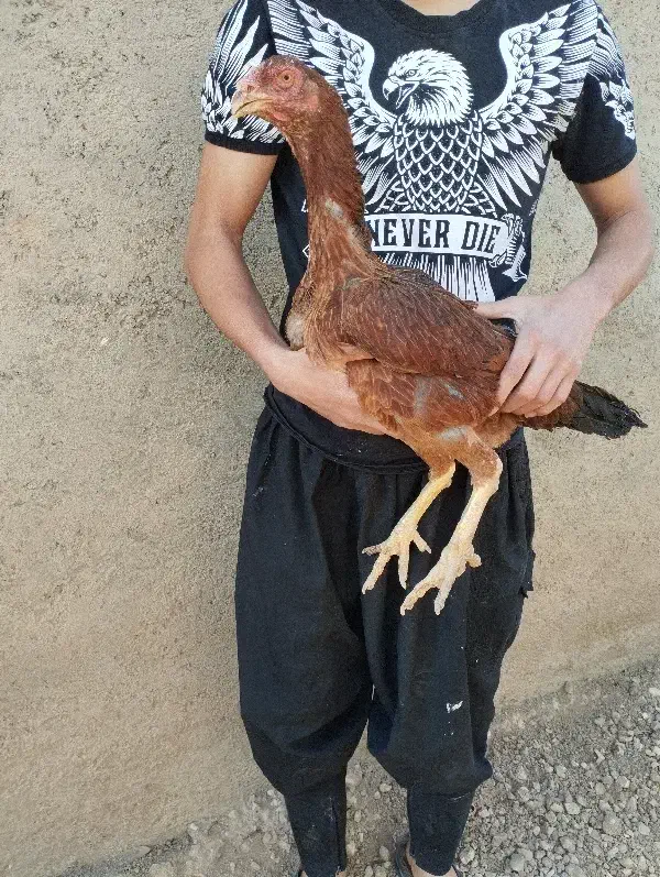 مرغ لاری|حیوانات مزرعه|کبودرآهنگ, |دیوار