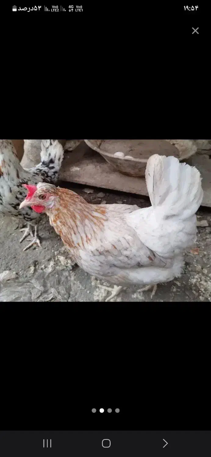 مرغ و خروس جوجه تخم مرغ گلین|حیوانات مزرعه|کردکوی, |دیوار