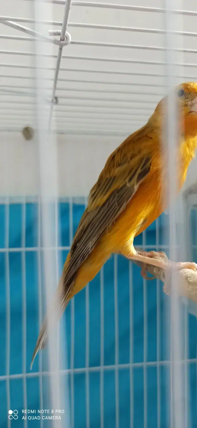 قناری دارچینی شلاقی.فنچ|پرنده|مشهد, انقلاب|دیوار