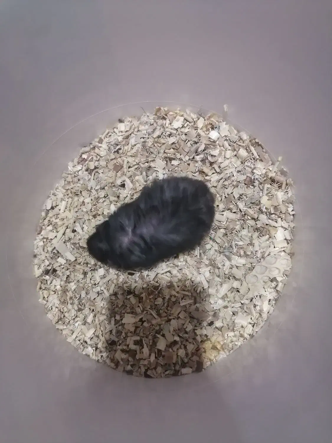 انواع همستر|موش و خرگوش|هشتگرد, شهرک صبا سوله|دیوار