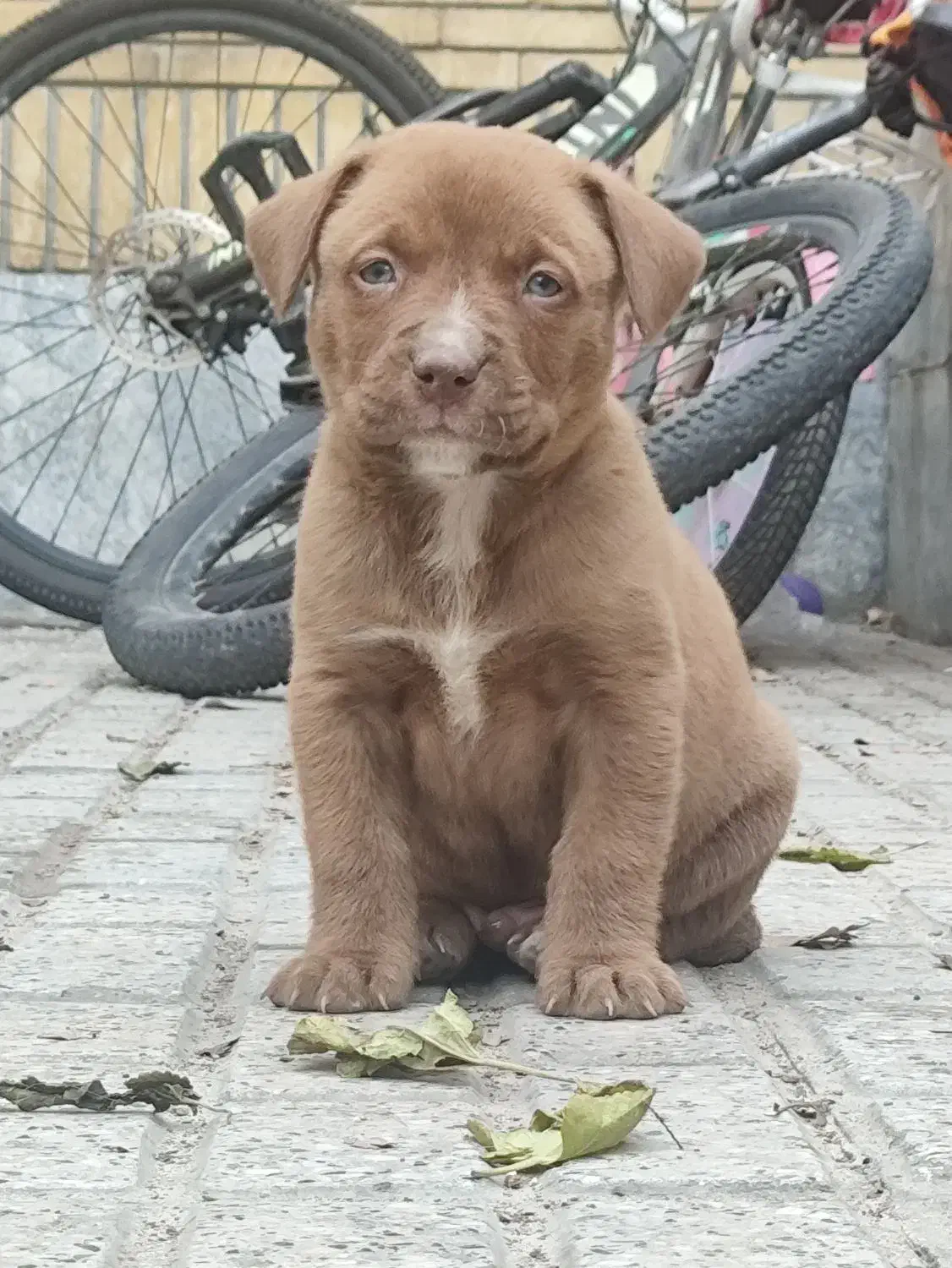 پیتبول ، پیت بول|سگ|مشهد, زیبا شهر|دیوار