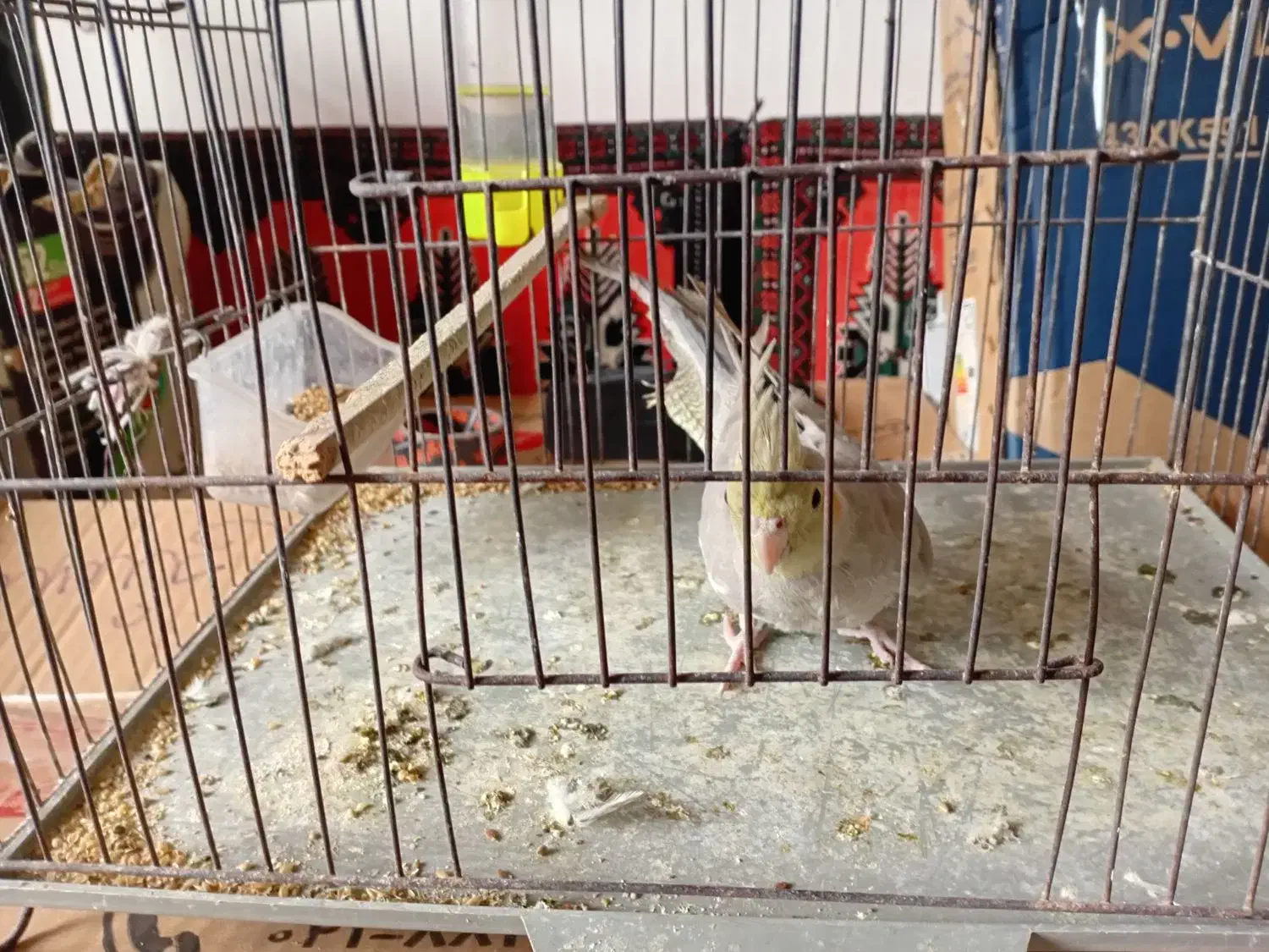 عروس سالم|پرنده|رشت, منظریه|دیوار