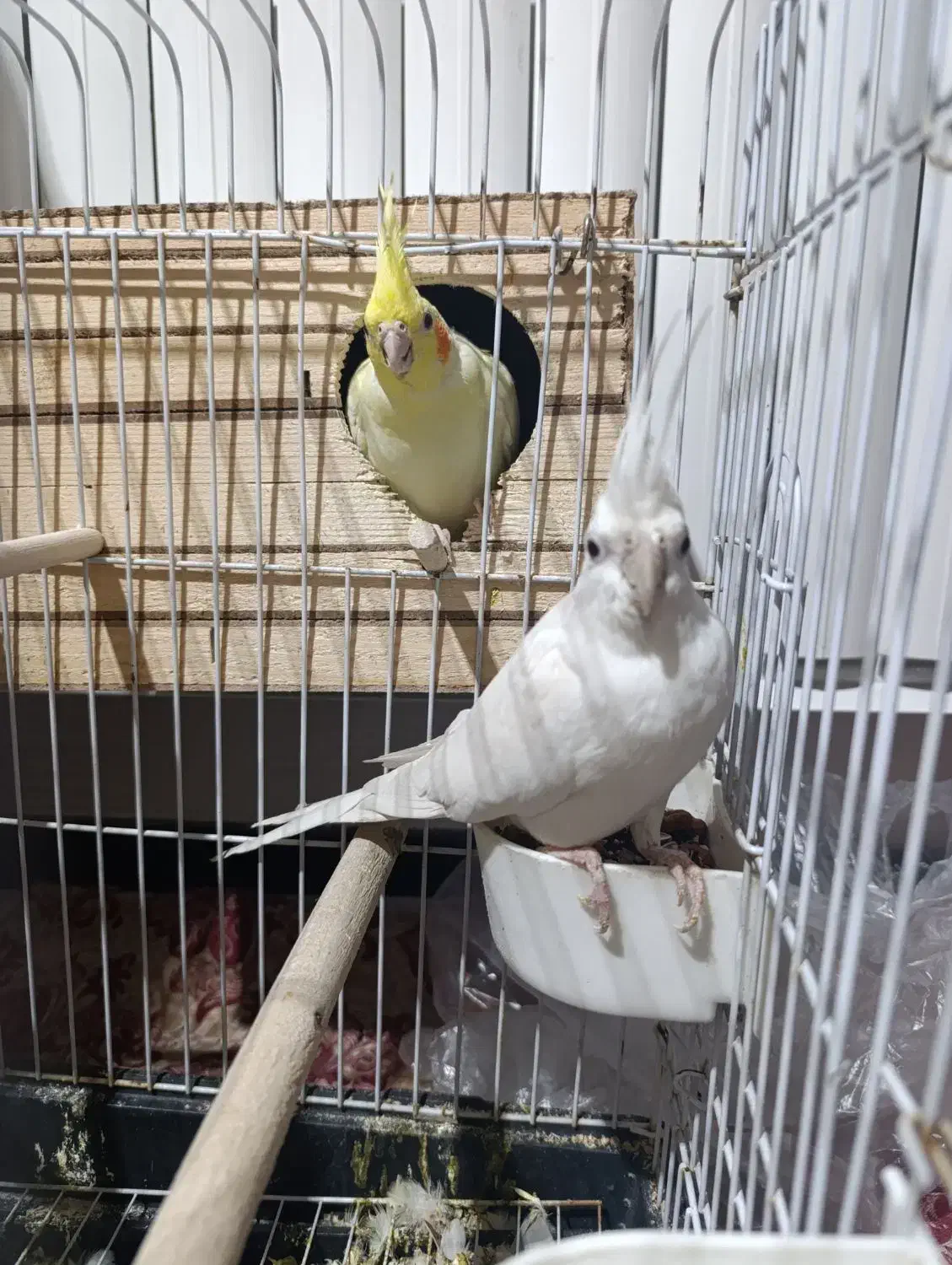 عروس هلندی|پرنده|رباط‌کریم, مسکن مهر آبشناسان|دیوار