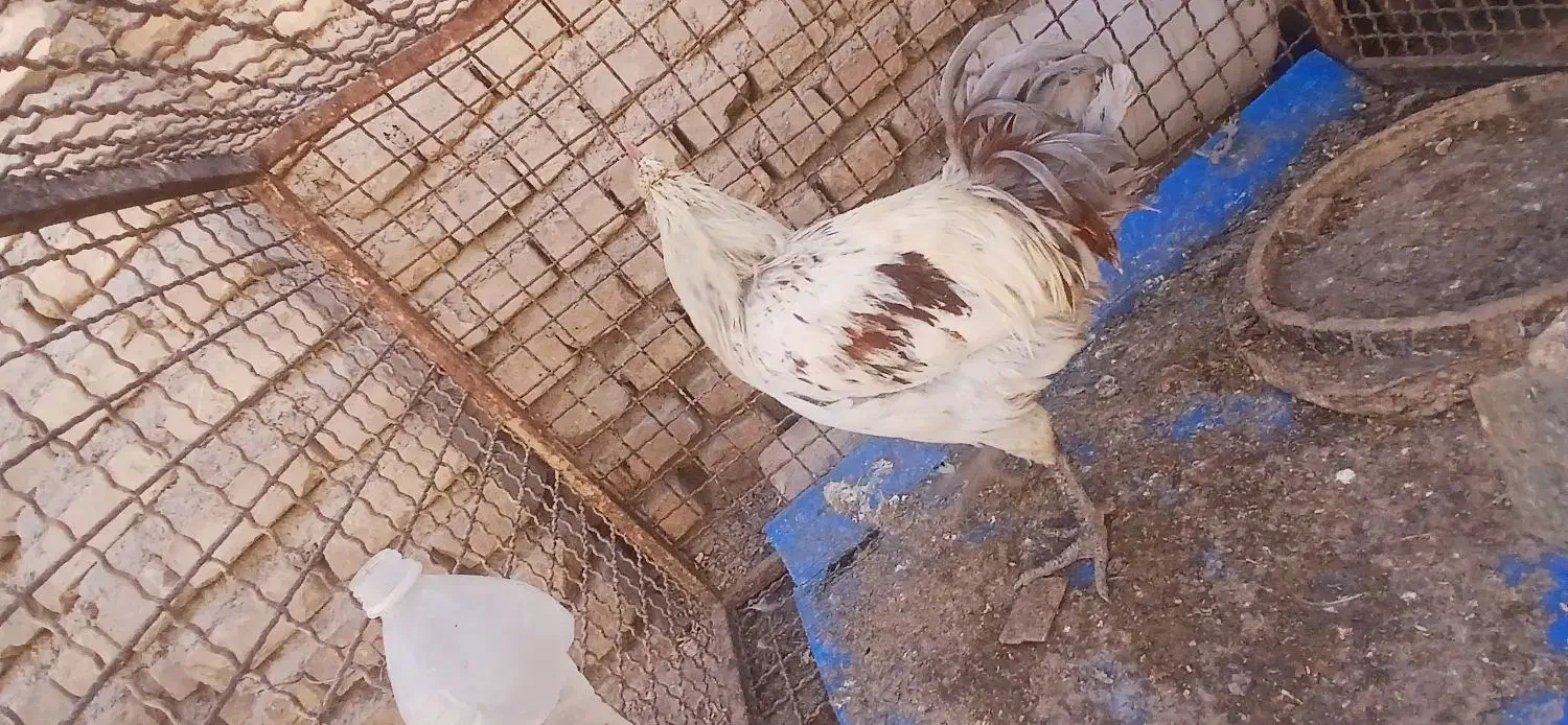 1 خروس محلی اصل پاه سیا|حیوانات مزرعه|کرمان, |دیوار