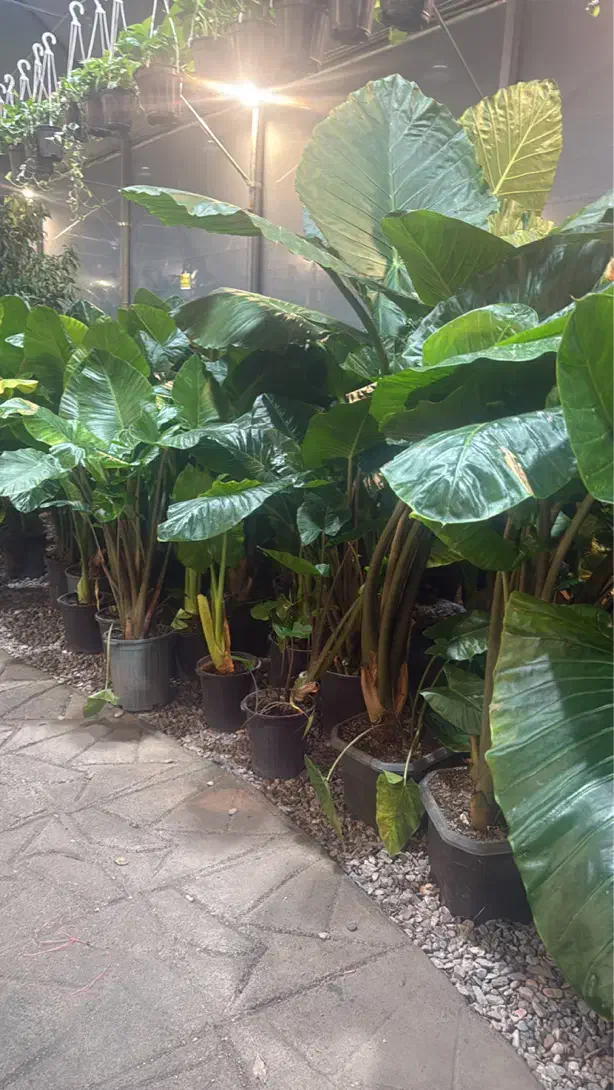 حراج گل گیاه به مدت محدود|گل و گیاه طبیعی|مشهد, هفت تیر (حافظ)|دیوار