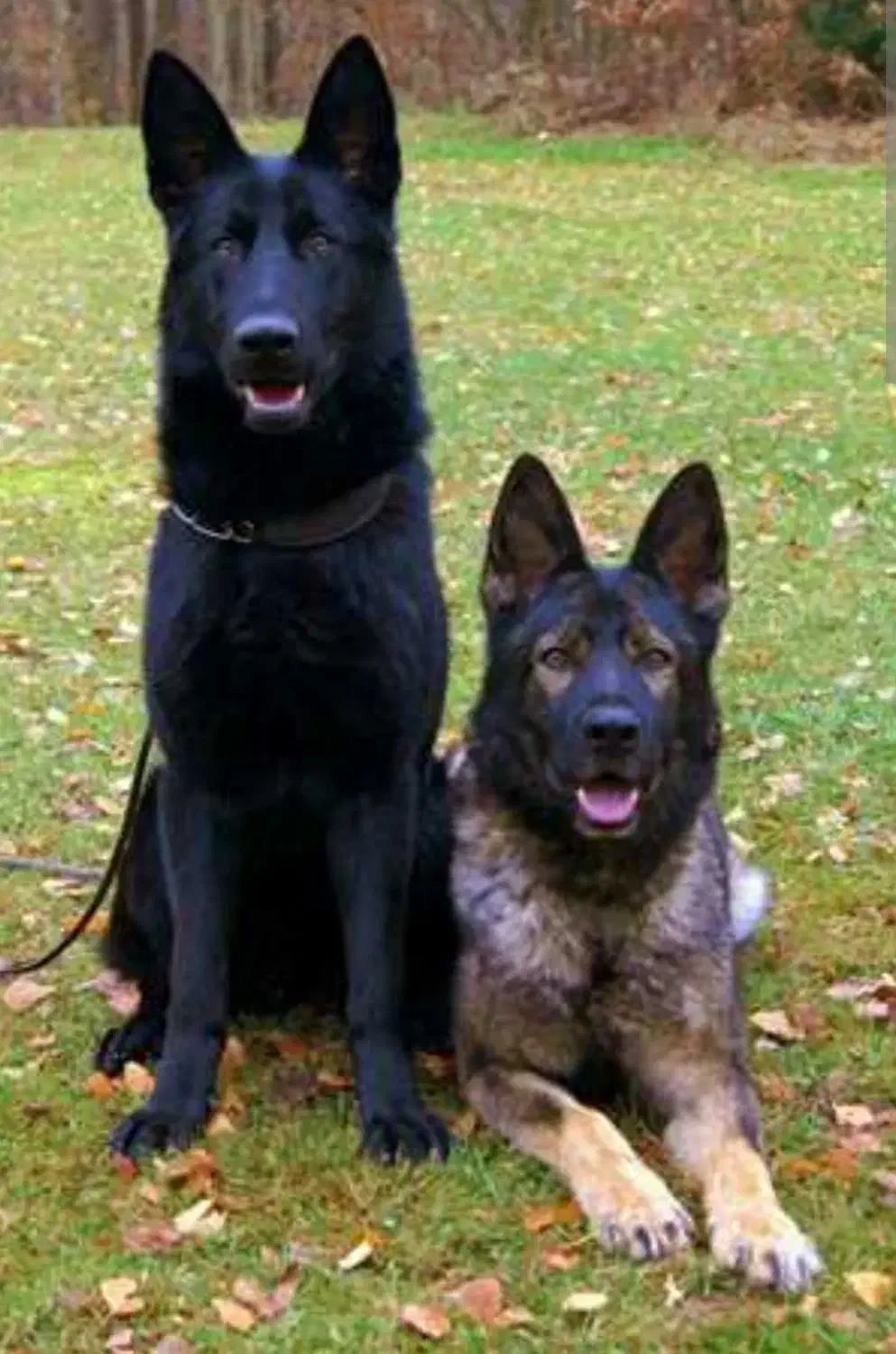 واگزاری سگ ژرمن ورک|سگ|شازند, |دیوار