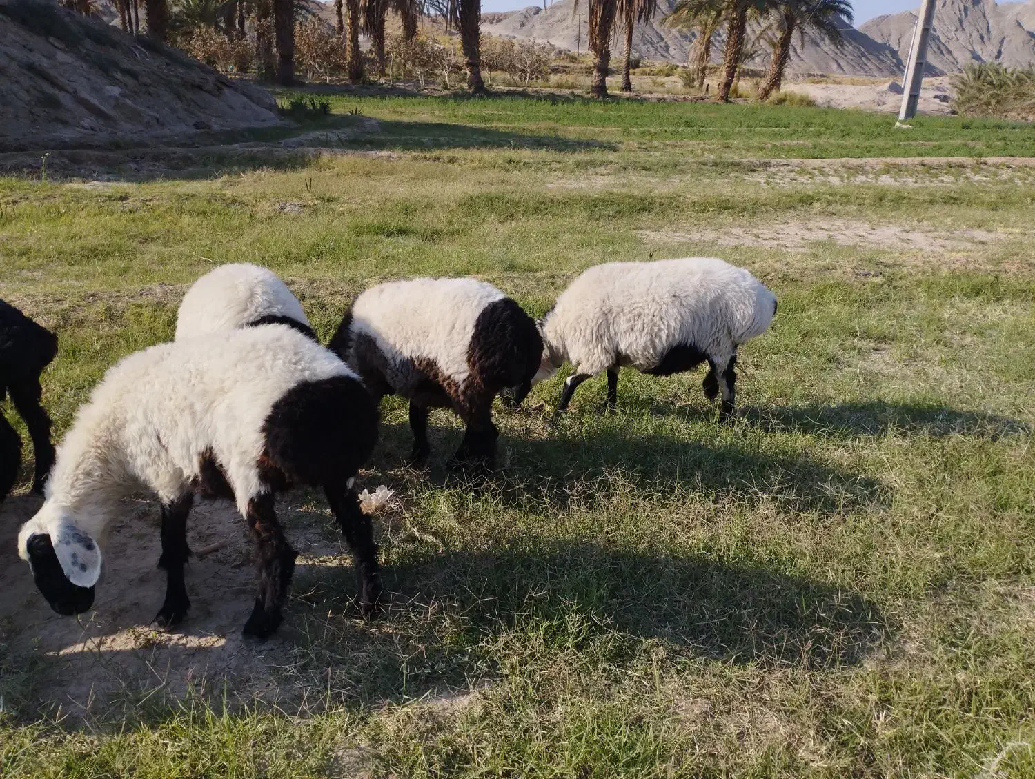 گوسفند|حیوانات مزرعه|میرجاوه, |دیوار