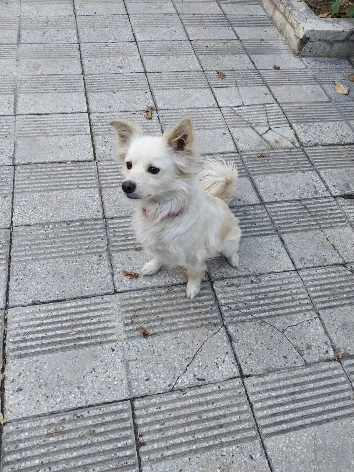 سگ اشپیتز|سگ|کرمانشاه, |دیوار