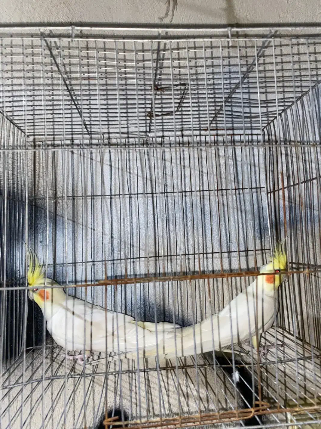 عروس هلندی|پرنده|آمل, |دیوار