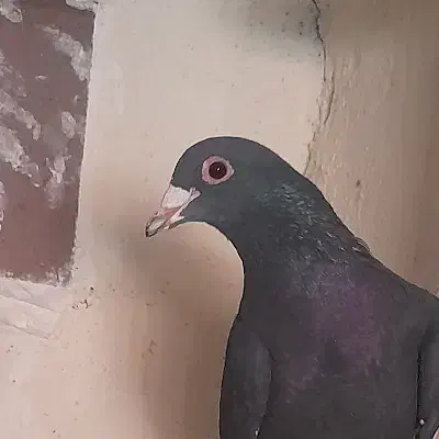 کفتر|پرنده|کرمان, |دیوار