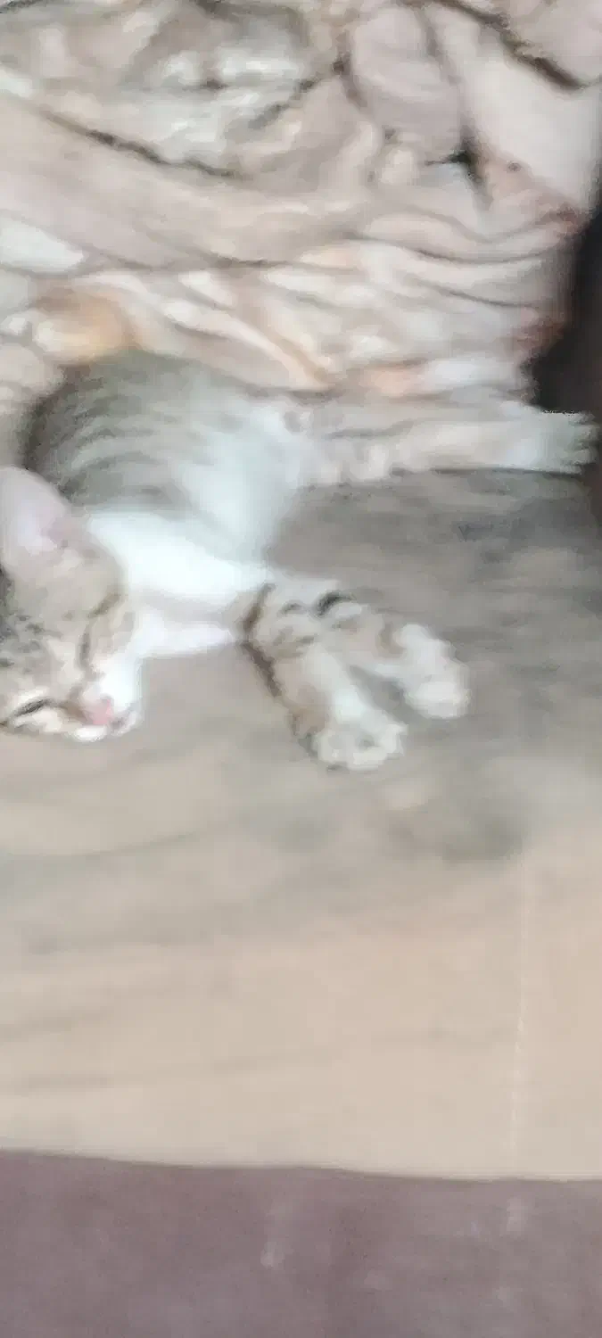 گمشده|حیوانات|رامهرمز, |دیوار