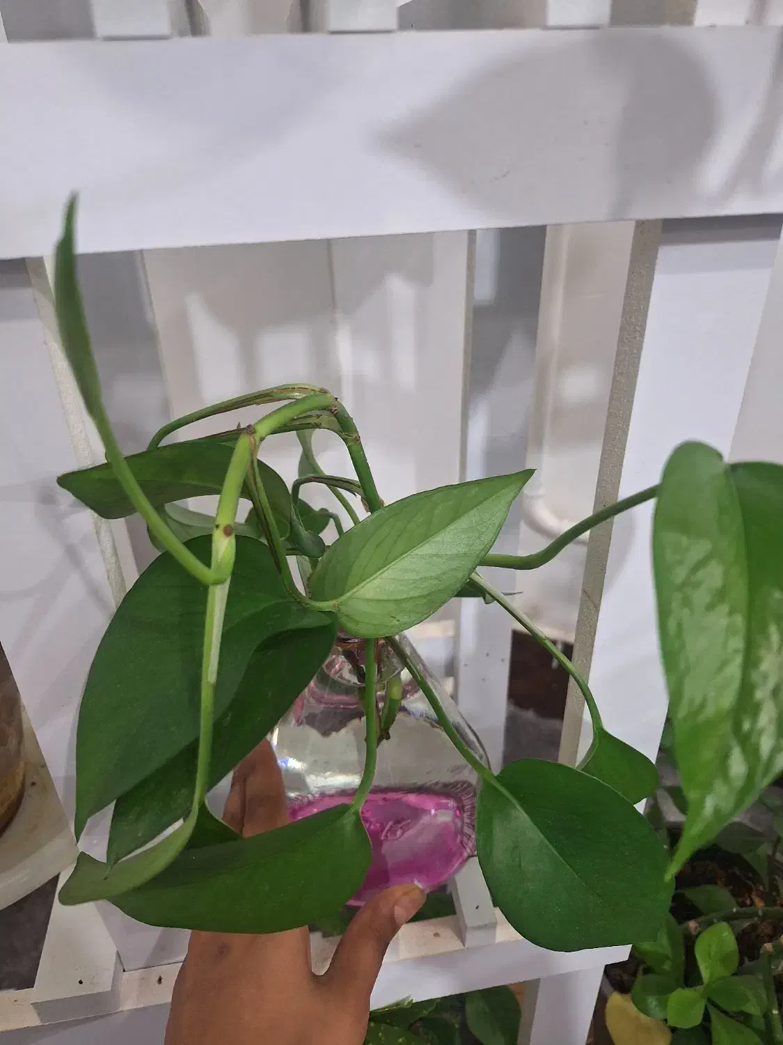 سبز پتوس و زعفرانی|گل و گیاه طبیعی|برازجان, |دیوار