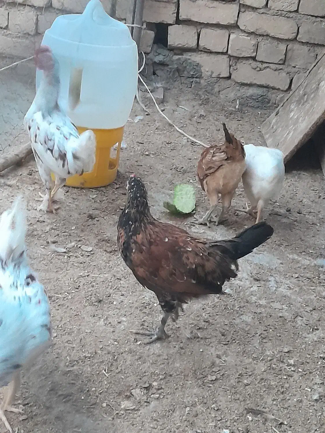 خروس گلین|حیوانات مزرعه|سمیرم, |دیوار