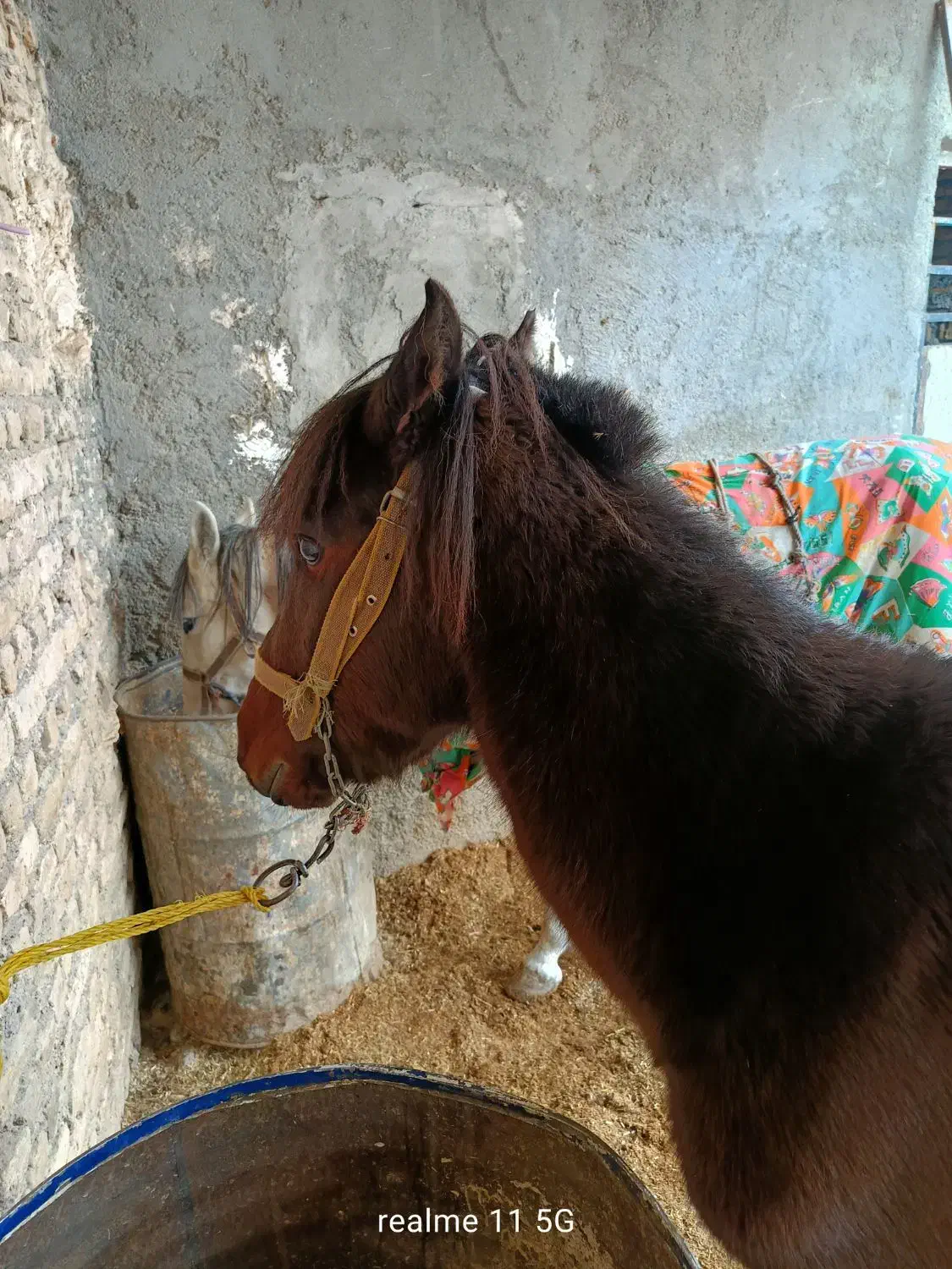 مشکی دورگ یال بلند خیلی آروم خوش راه|اسب و تجهیزات اسب‌سواری|مشهد, شهرآباد|دیوار