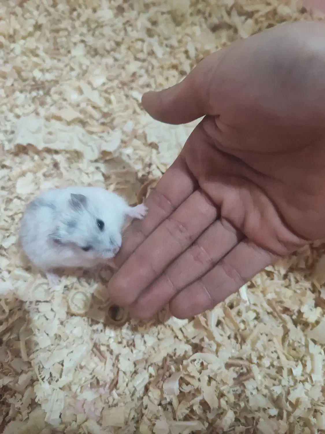 همستر ماده سه ماهه|موش و خرگوش|کرج, اصفهانیها|دیوار