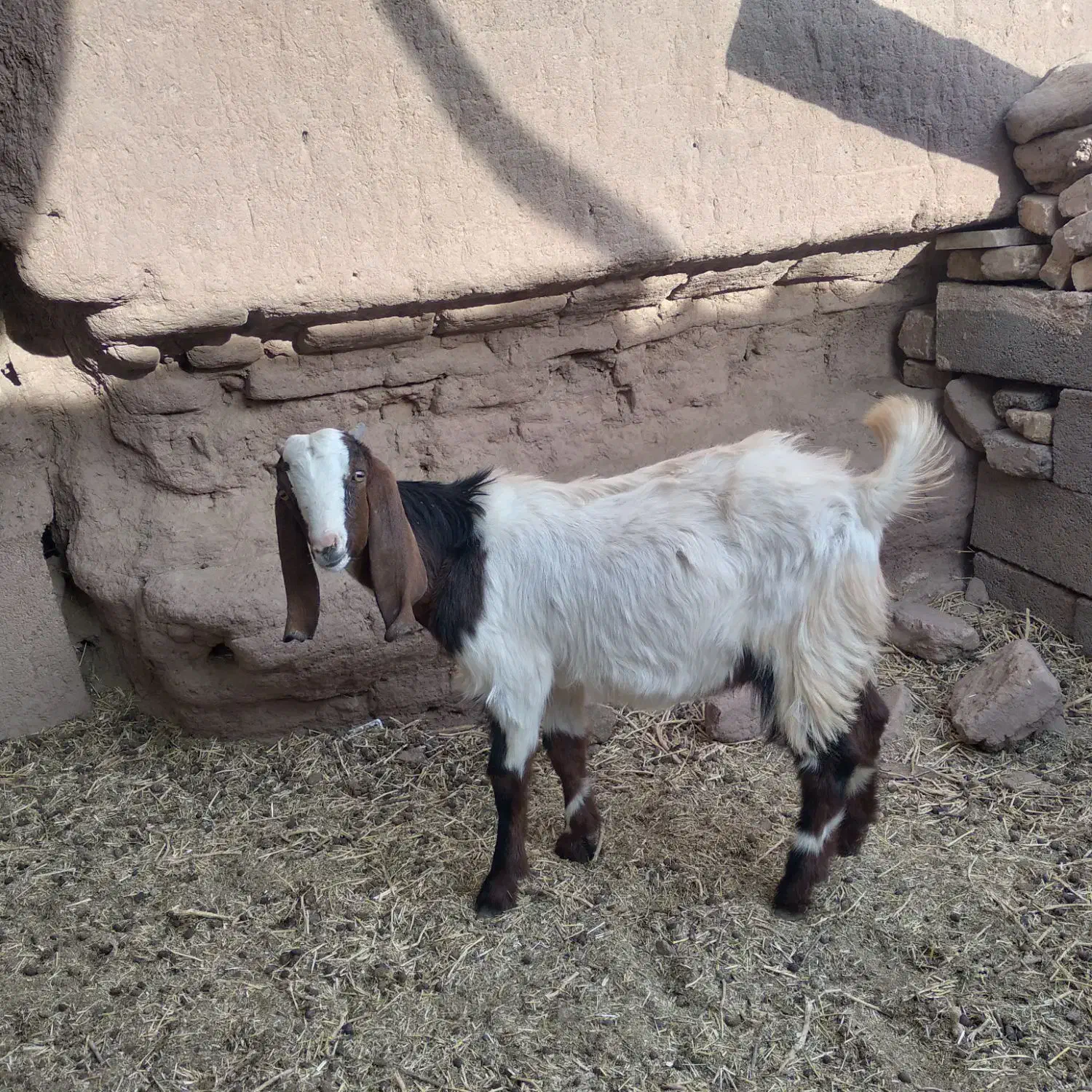 یک عدد کهره نر|حیوانات مزرعه|رفسنجان, |دیوار