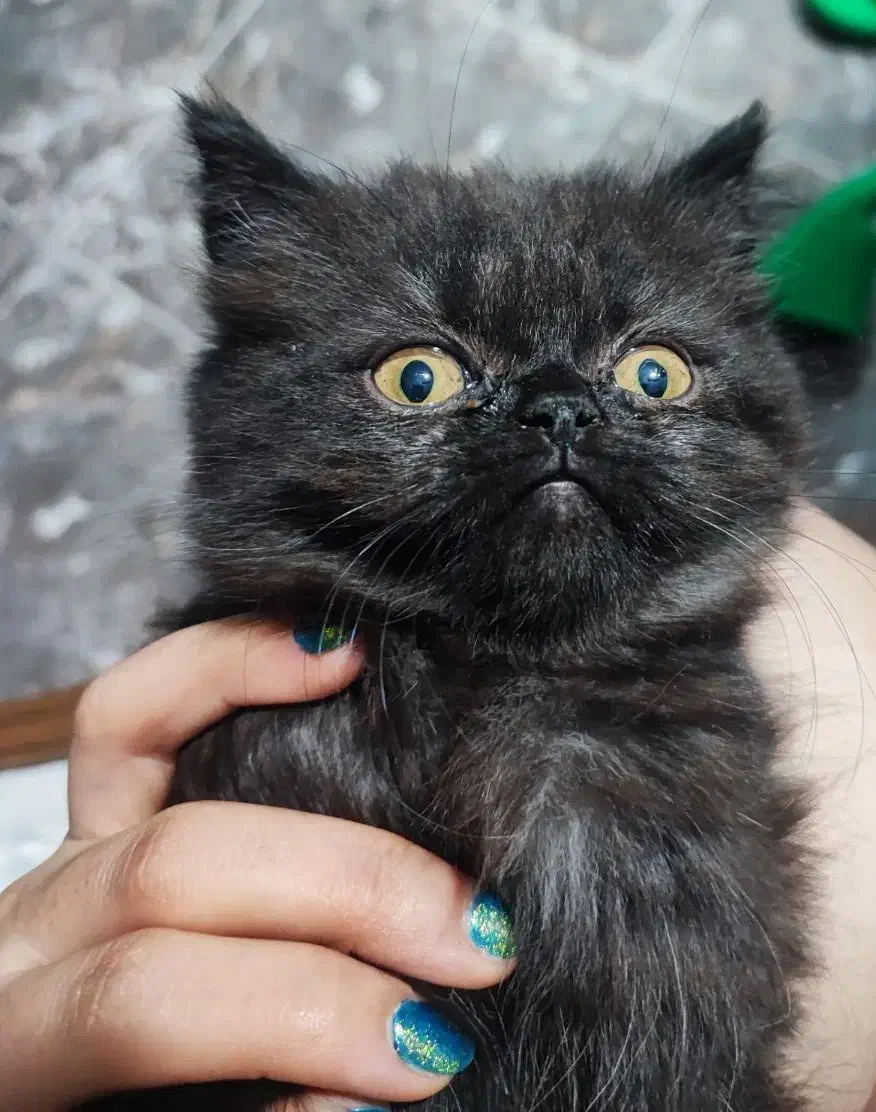 گربه|گربه|کرج, فاز ۴ مهرشهر|دیوار