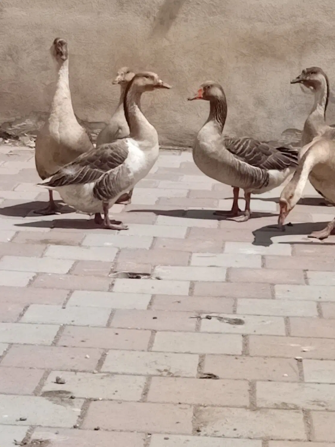 قو غاز|حیوانات مزرعه|اردبیل, |دیوار