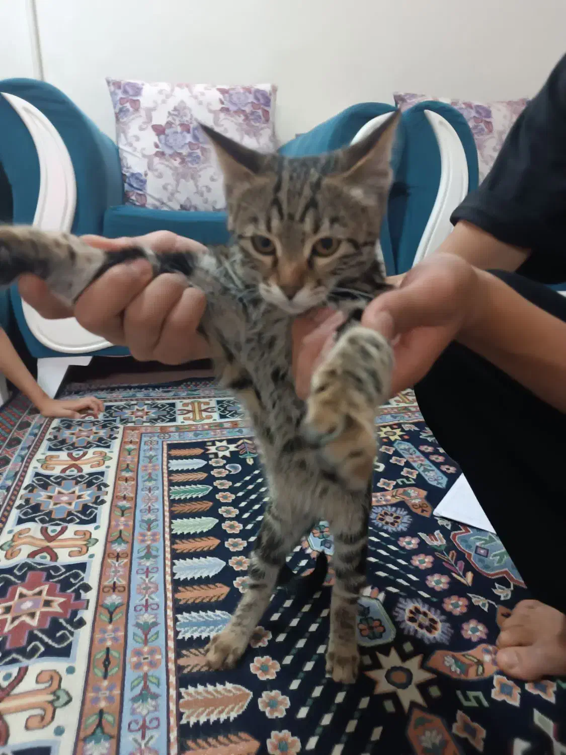 واگذاری بچه گربه بازیگوش|گربه|دماوند, دماوند|دیوار