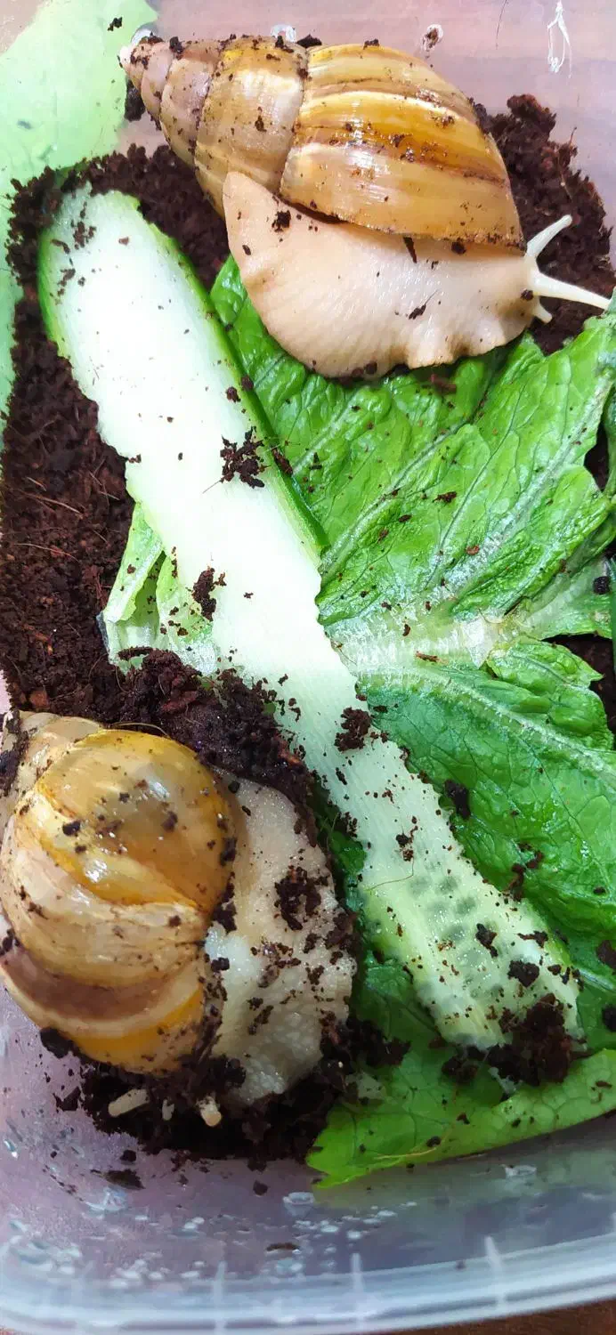 حلزون|خزنده|تهران, یافتآباد|دیوار