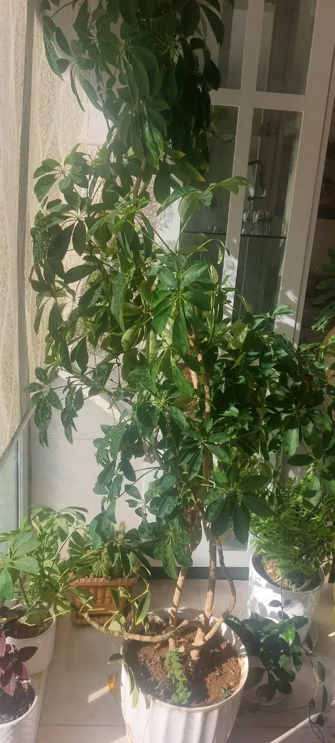 گل بزرگ شفلرا (در تبریز)|گل و گیاه طبیعی|صوفیان, |دیوار