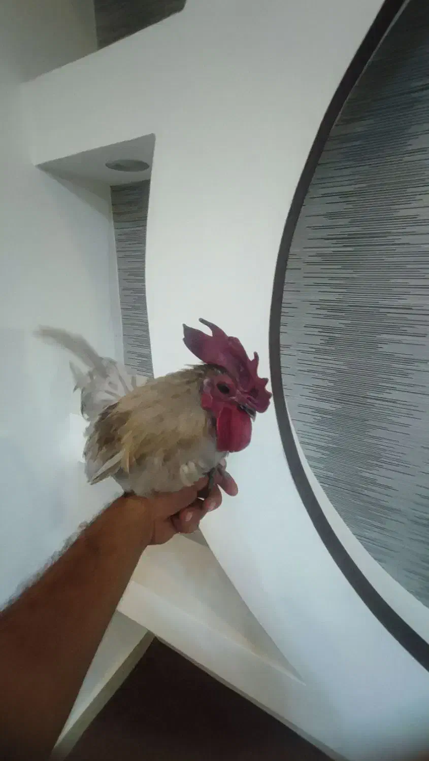 خروس جاپنیز|حیوانات مزرعه|رشت, نخودچر|دیوار