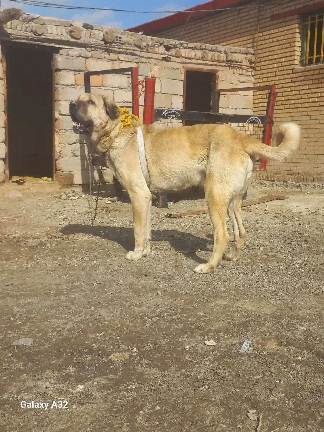 سگ پژدر|سگ|نظر کهریزی, |دیوار