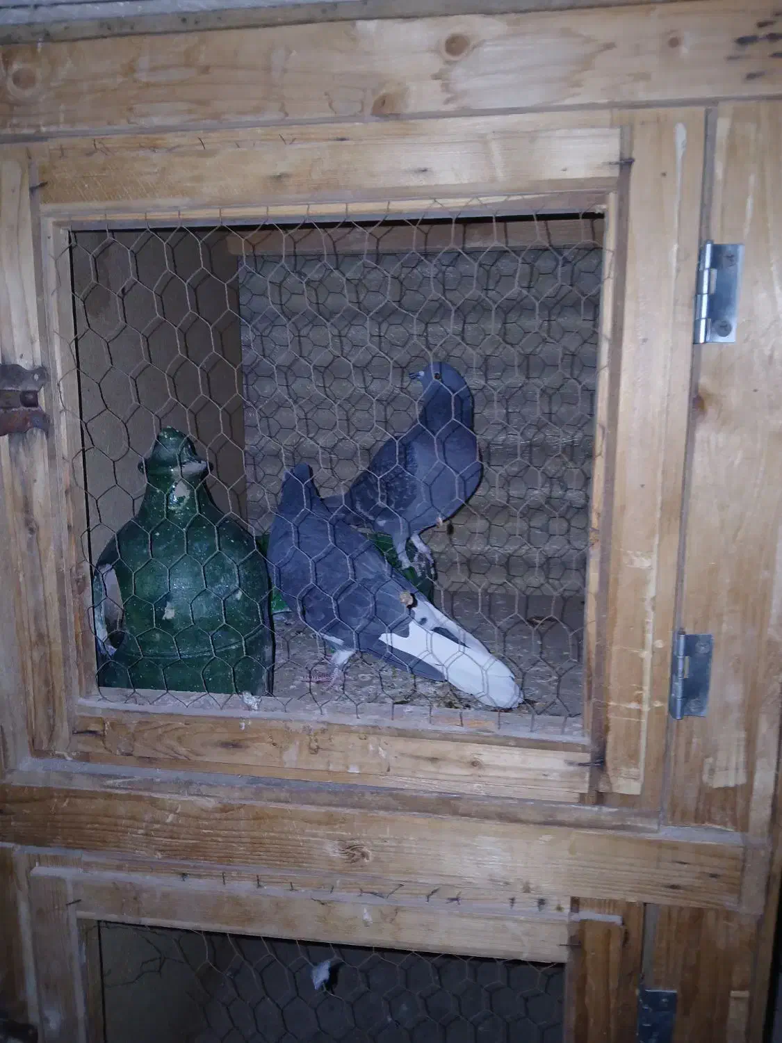 کبوترنرکشکلک. گم کردم. پریروز|حیوانات|یزد, |دیوار