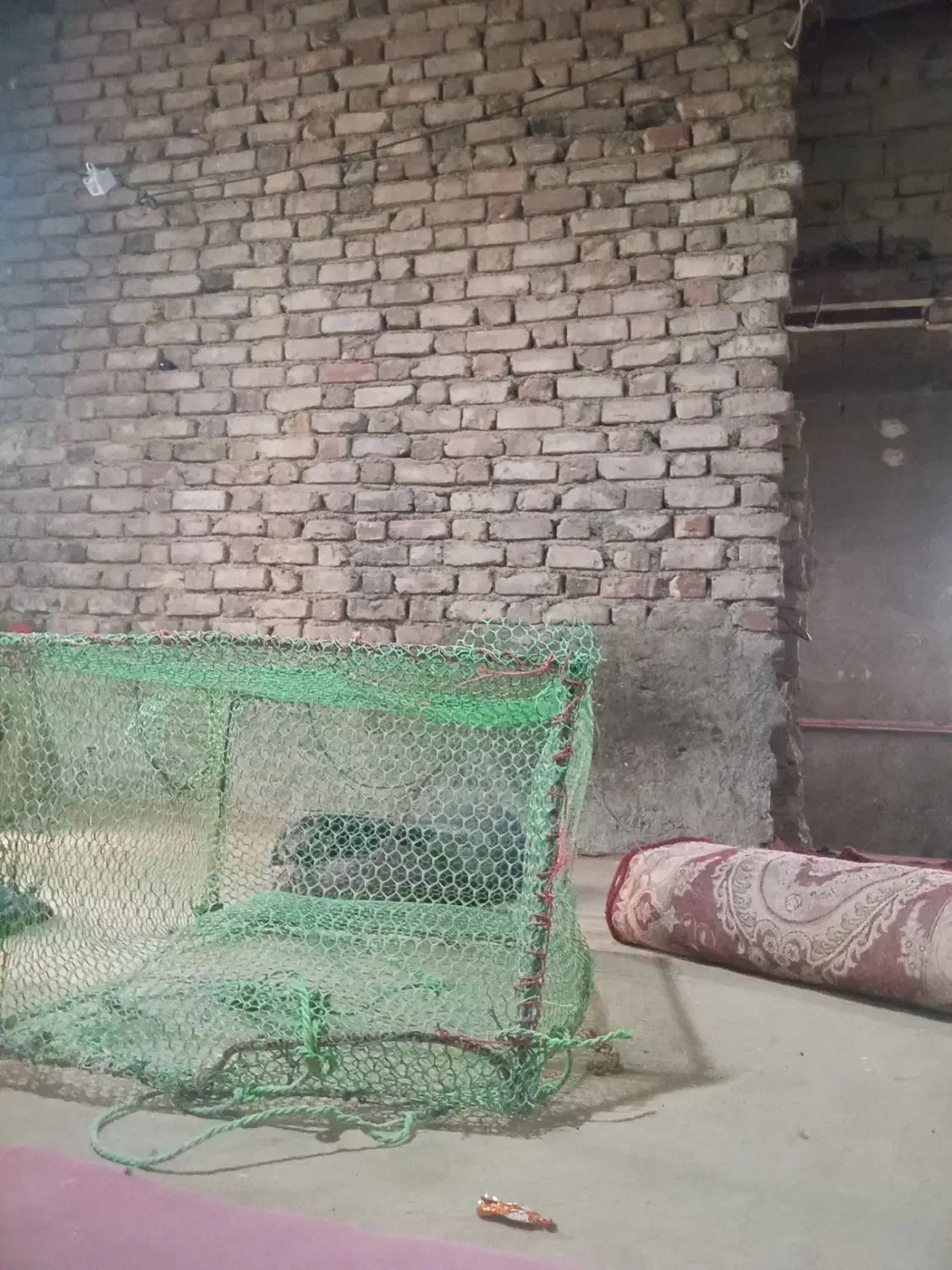 تو ماهی گیری|ماهیگیری|زهک, |دیوار