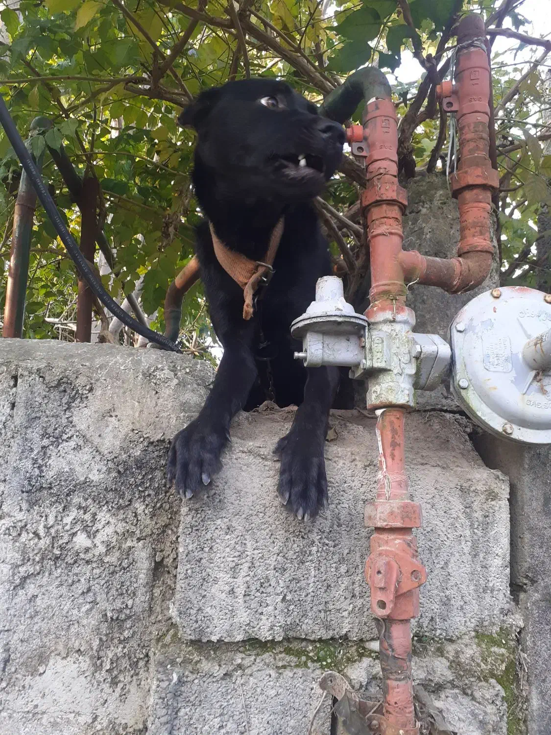 سگ کن کورسو ماده ۱۰ ماهه دورگ|سگ|سنگر, |دیوار