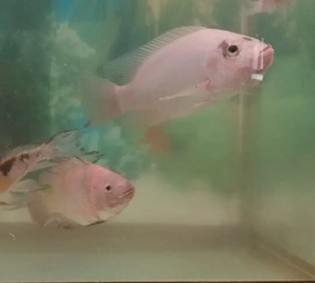 ماهی تیلاپیا|ماهی|بافق, |دیوار