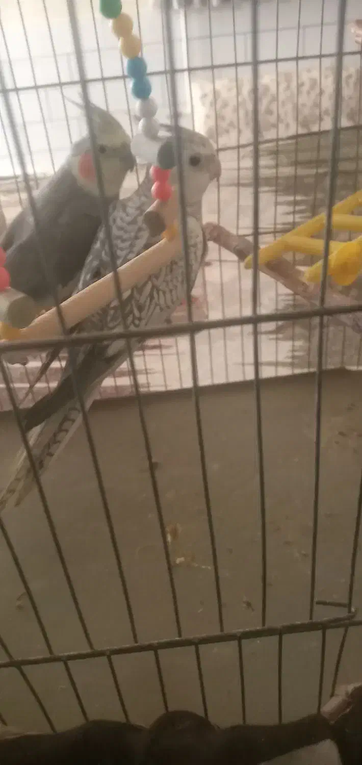 عروس نر|پرنده|دورود, |دیوار