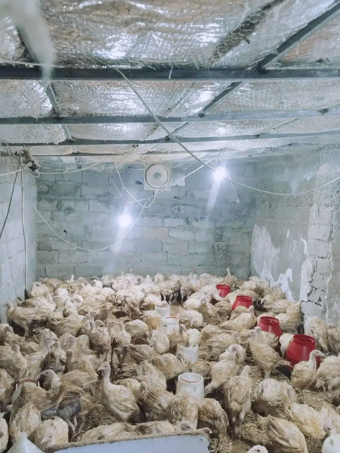 نیمچه بوقلمون گوشتی بیوتی|حیوانات مزرعه|قزوین, |دیوار