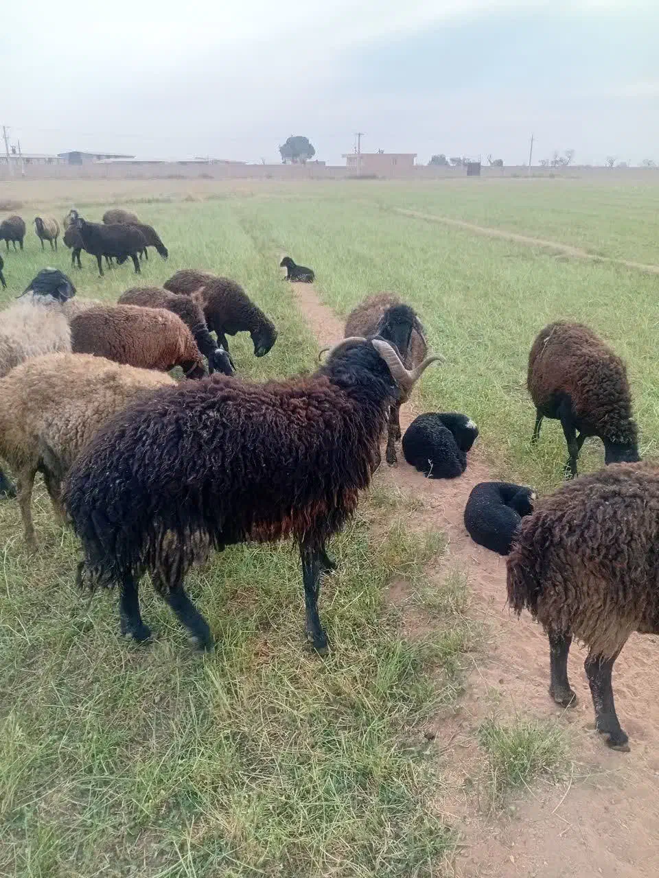 دو رس قوچ|حیوانات مزرعه|قمرود, |دیوار