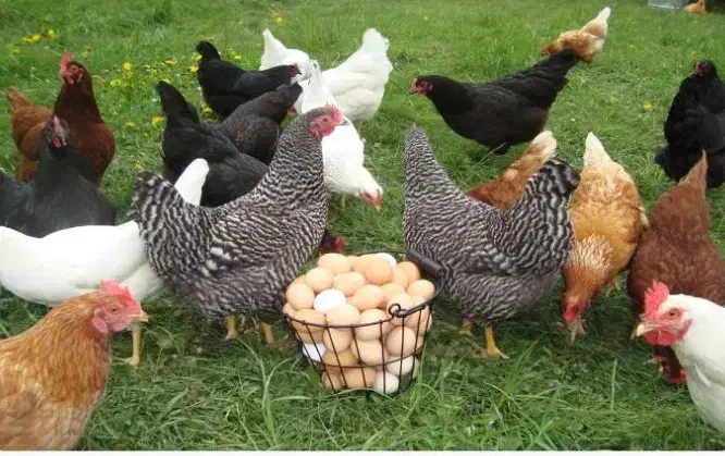 مرغ محلی|حیوانات مزرعه|شیراز, کوشک میدان|دیوار