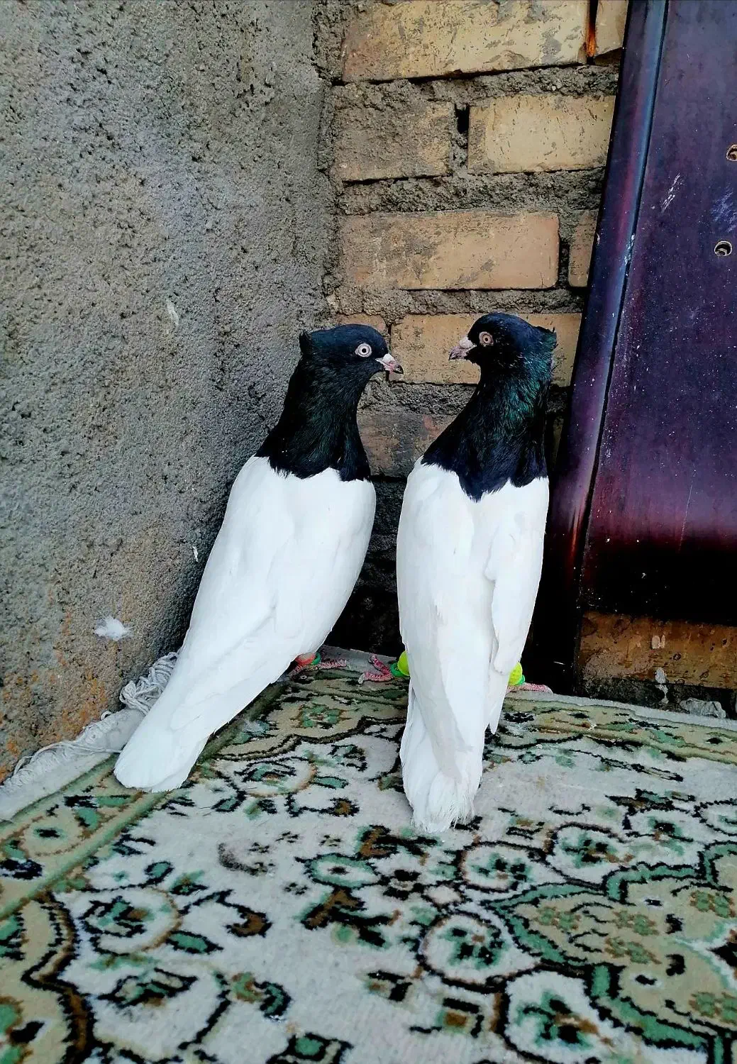 کله سیاه|پرنده|مشهد, شهید معقول|دیوار