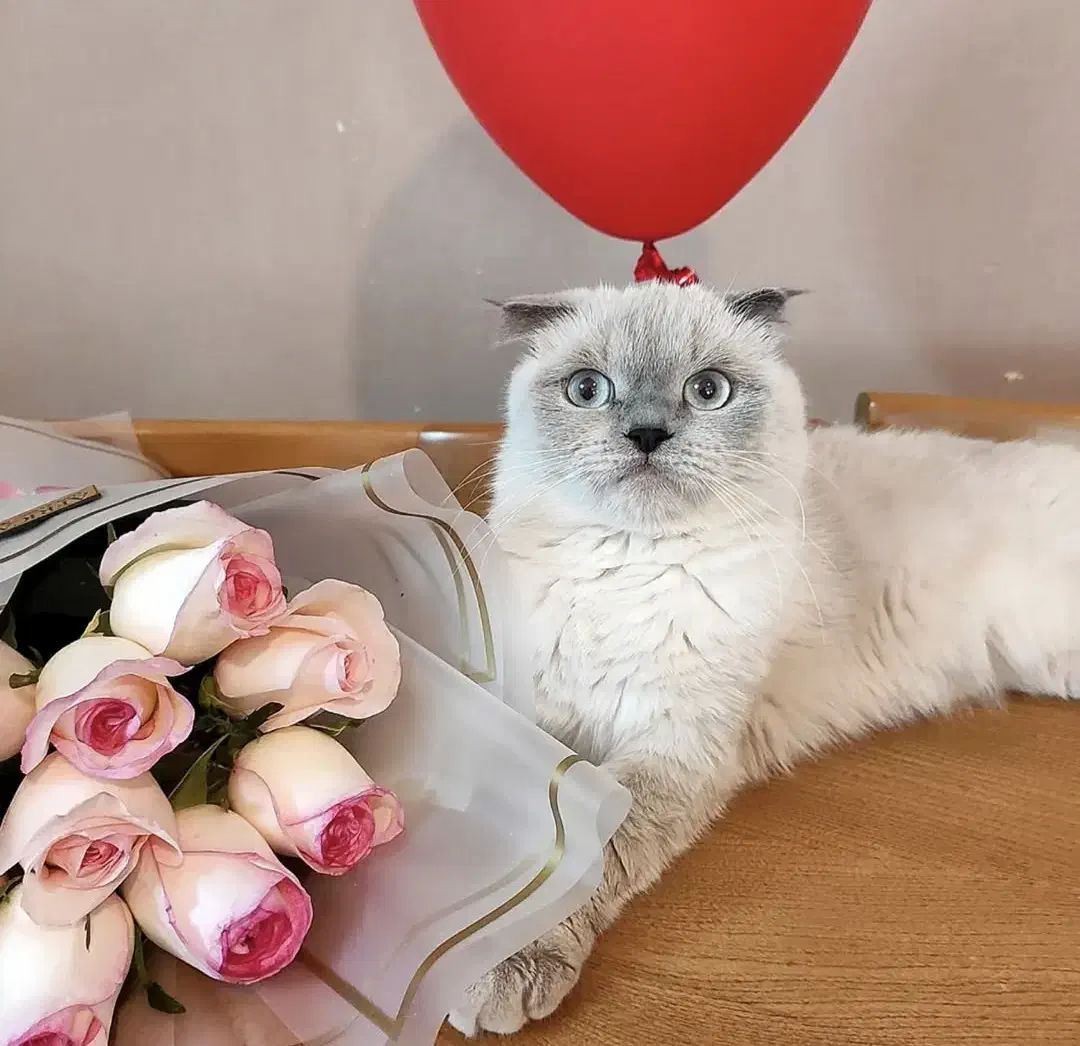 گربه اسکاتیش فولد ماده بلوپوینت عقیم نشده|گربه|کرج, شهرک بنفشه|دیوار