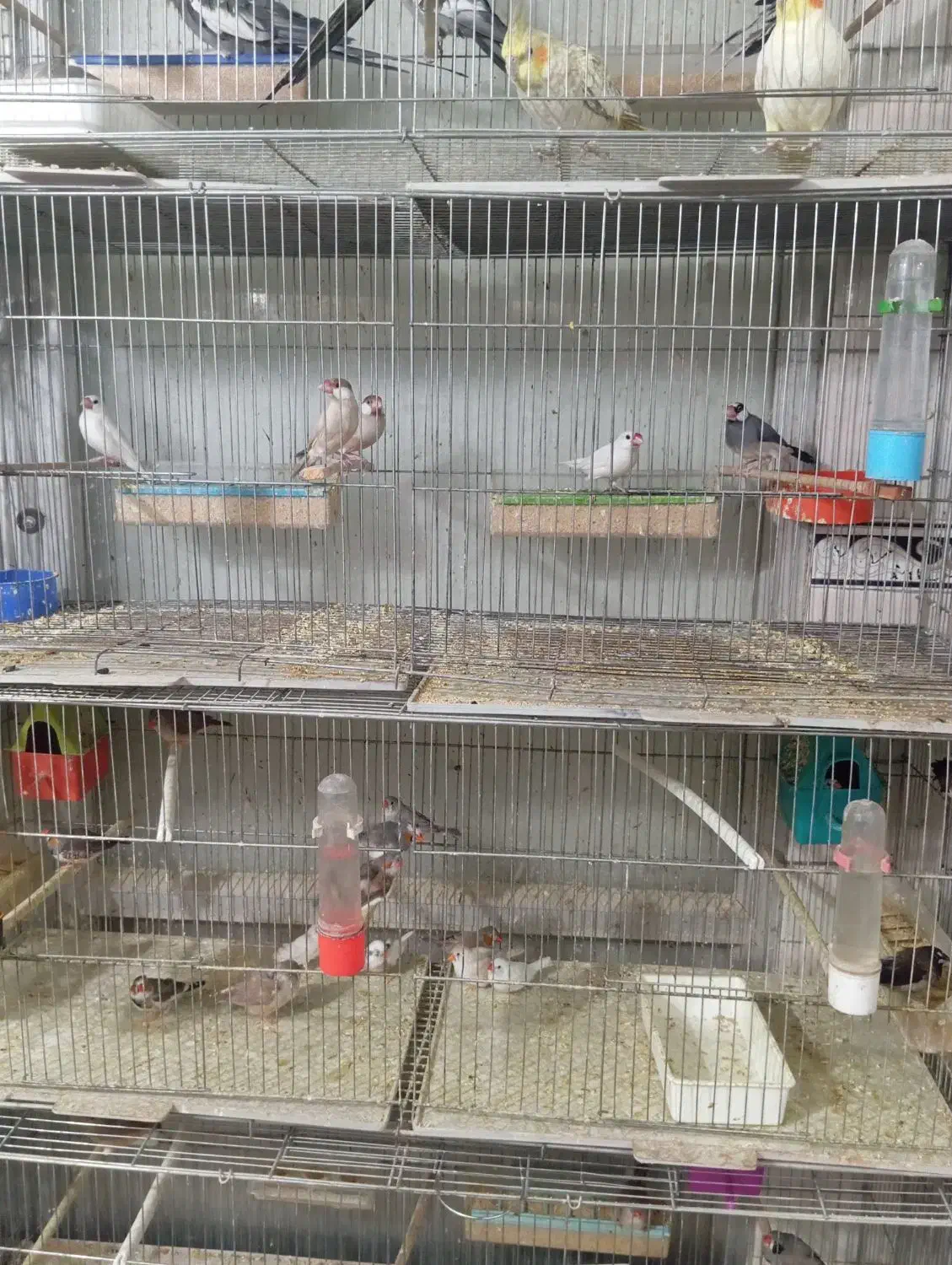 فنج زبرا فنج شکلاتی فنج نرگسی فنج بنگالی|پرنده|باسمنج, |دیوار