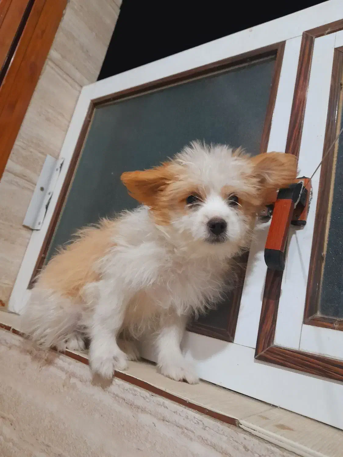 سگ شیتزو تریر|سگ|مرودشت, استادیوم‎|دیوار