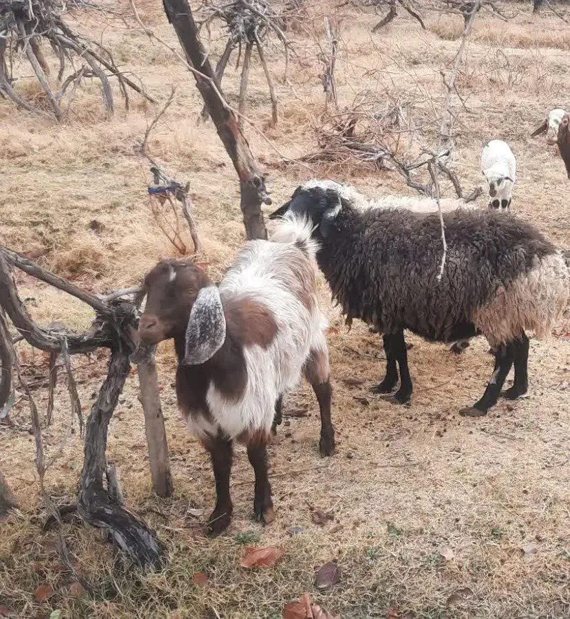 بزوبره چاق فروشی|حیوانات مزرعه|گناباد, |دیوار