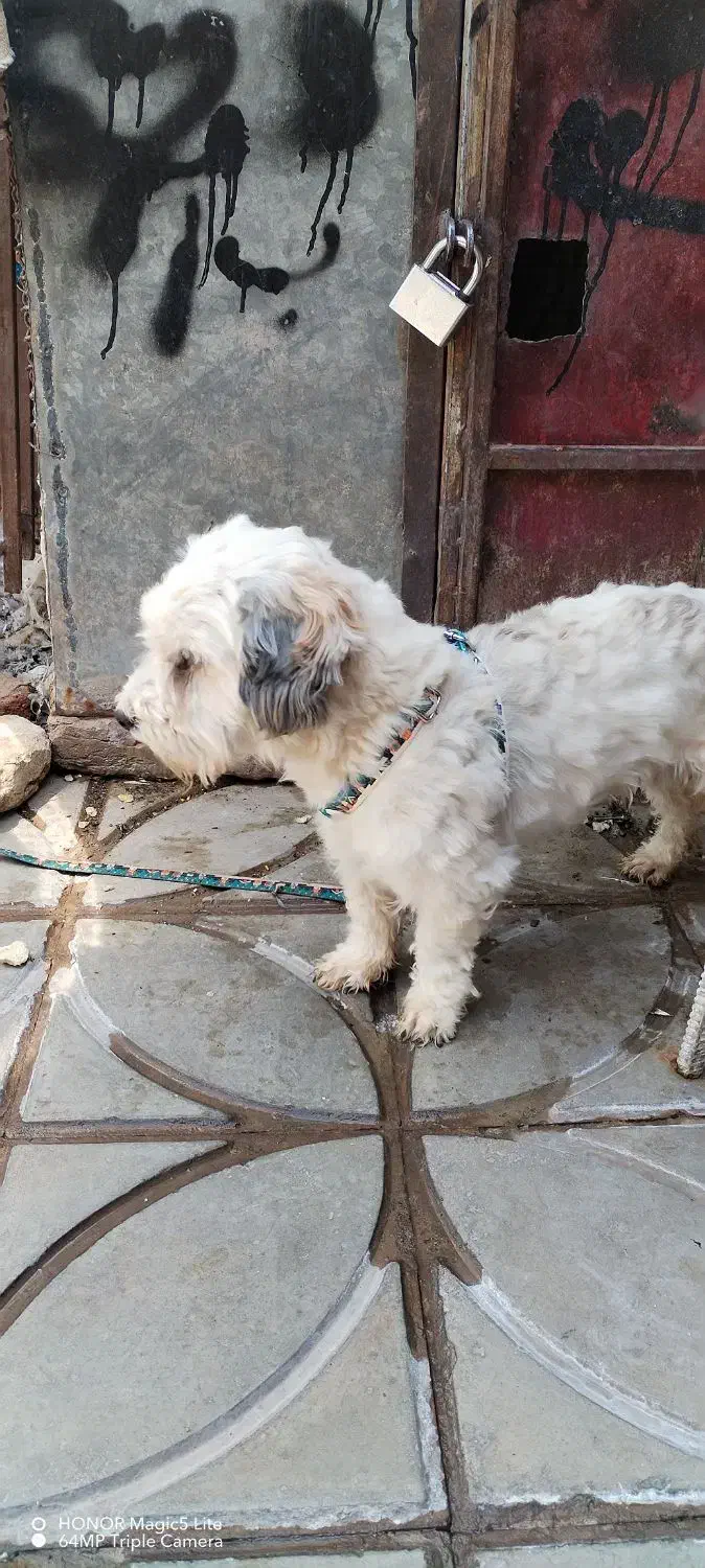 سگ نژاد دار|سگ|بم, |دیوار