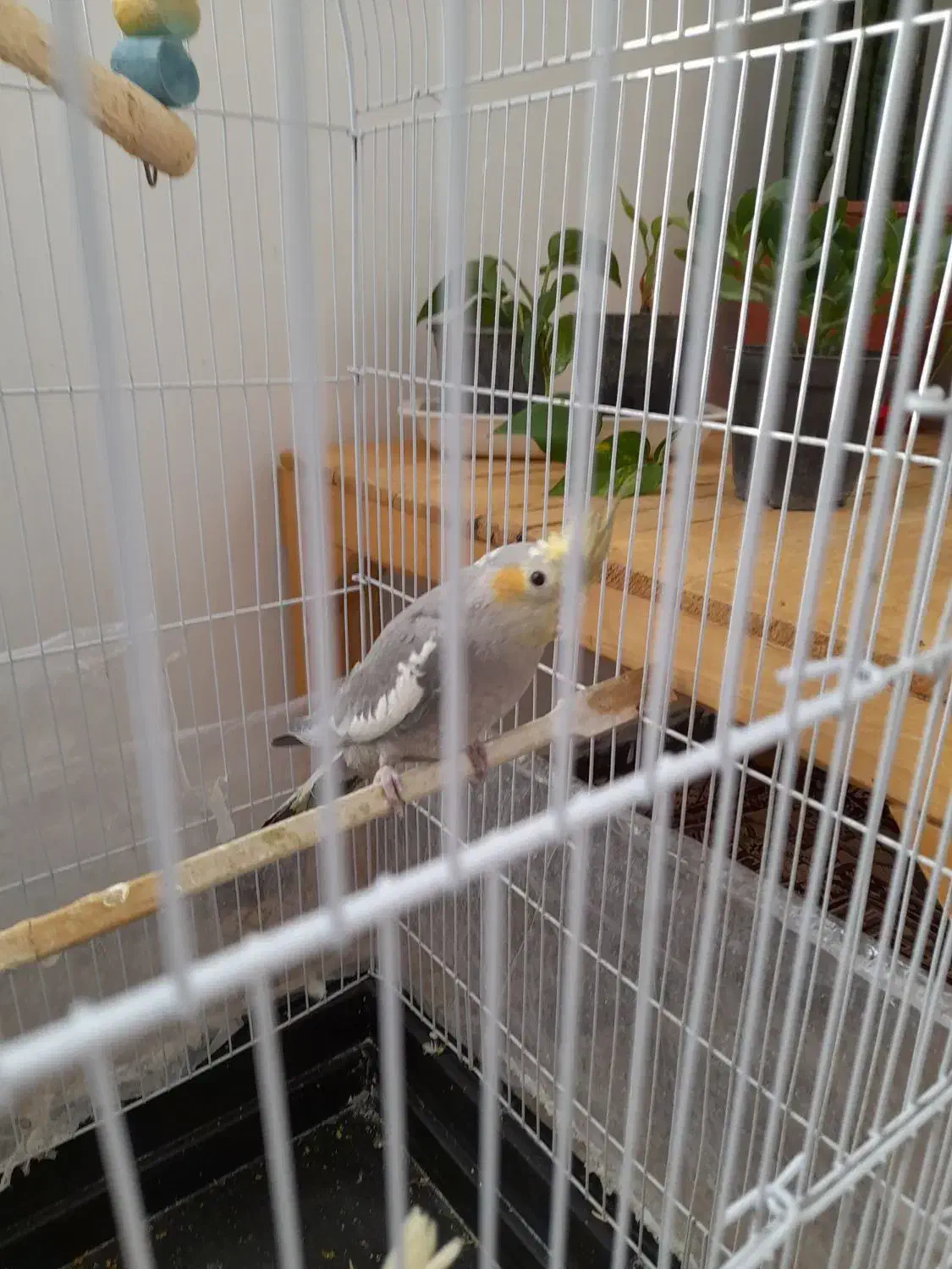 جوجه عروس هلندی|پرنده|شاندیز, |دیوار