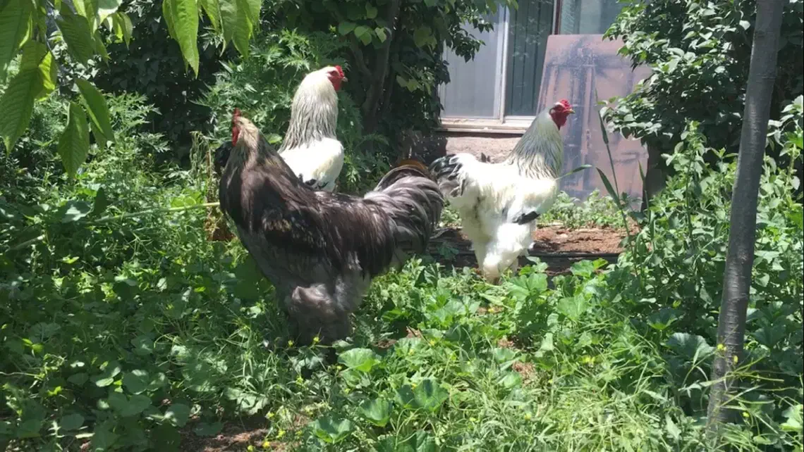 تخم نطفه دار برهما|حیوانات مزرعه|اردبیل, |دیوار