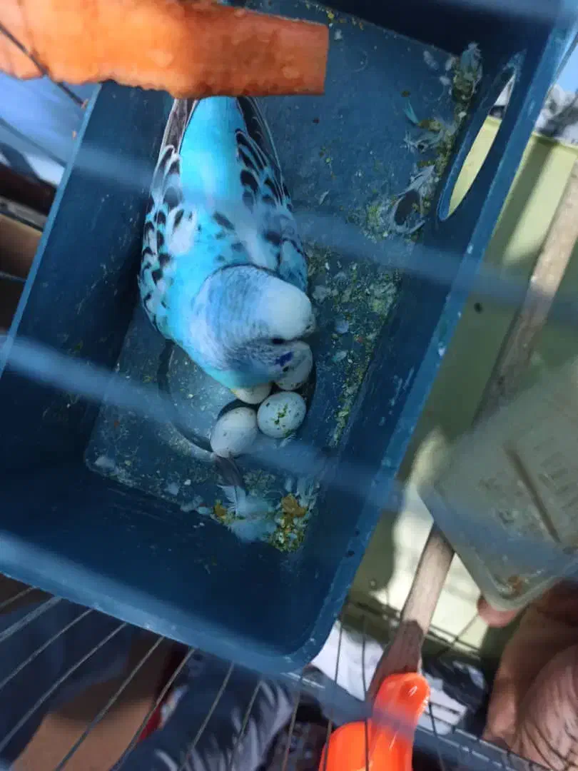 مرغ عشق|پرنده|مسجد سلیمان, |دیوار