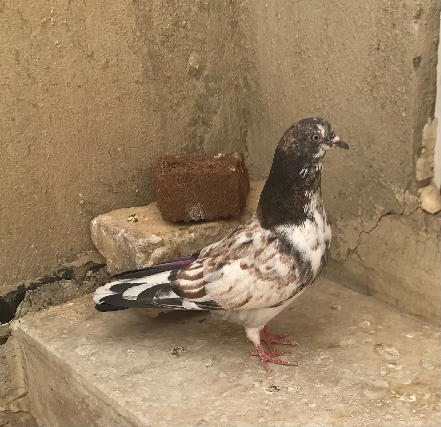 کفتر|پرنده|قم, سعادتی|دیوار