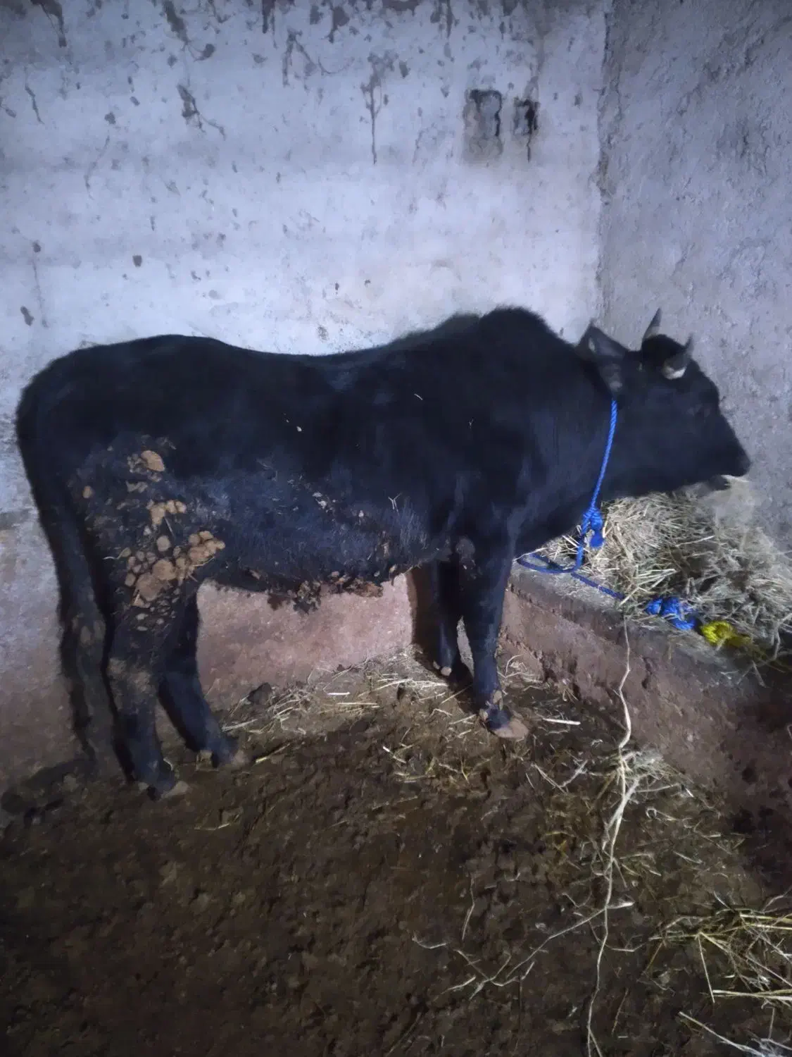 گاو نر ورزا کل|حیوانات مزرعه|رشت, بازار|دیوار